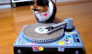 playlist1_musicaintorno