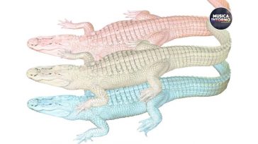 COCCODRILLO BIANCO, LA VISIONE MUSICALE DI MARCO CIGNOLI